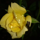 Aruna S profile photo